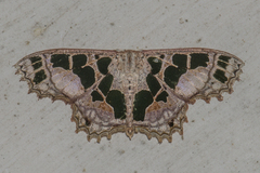 Scopula divisaria