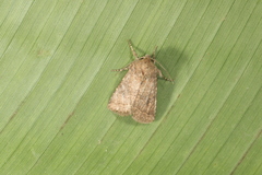 Eriopyga