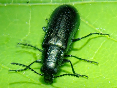 Dasytes caeruleus
