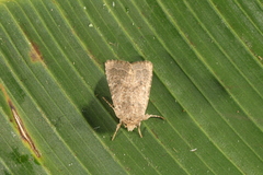 Eriopyga