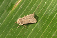 Eriopyga