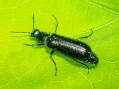 Dasytes caeruleus