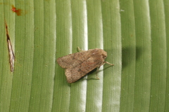 Eriopyga