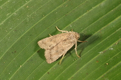 Eriopyga