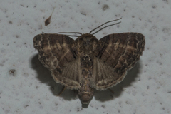 Chlumetia