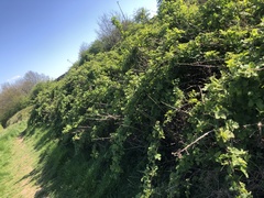 Rubus tuberculatus