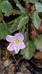 Erodium corsicum