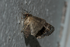Chlumetia