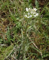 Erysimum leucanthemum