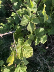 Rubus tuberculatus
