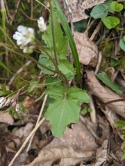 Cardamine flagellifera