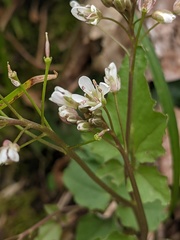Cardamine flagellifera