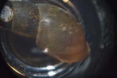 Omphiscola glabra