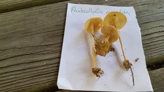 Marasmius strictipes