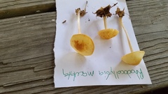 Marasmius strictipes