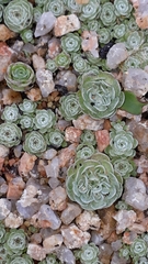 Filago tyrrhenica