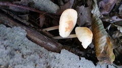 Marasmius strictipes