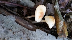 Marasmius strictipes