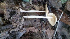 Marasmius strictipes