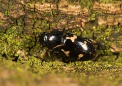 Glischrochilus quadriguttatus