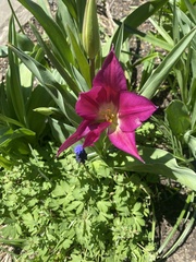 Tulipa humilis