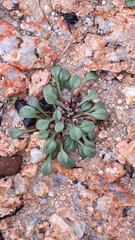 Bellium bellidioides