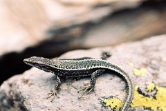 Iberolacerta aurelioi