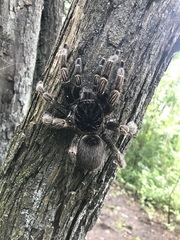 Thrixopelma