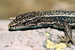 Iberolacerta aurelioi