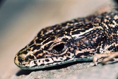 Iberolacerta aurelioi