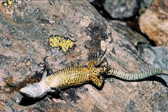 Iberolacerta aurelioi