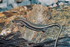 Iberolacerta aurelioi