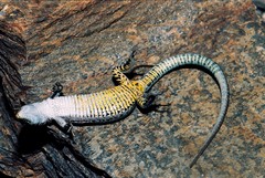 Iberolacerta aurelioi