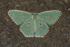 Comostola meritaria