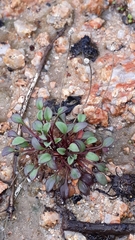 Bellium bellidioides