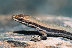 Iberolacerta aurelioi