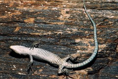 Iberolacerta aurelioi