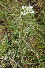 Erysimum leucanthemum