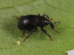 Leiosoma deflexum