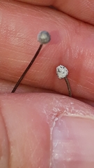 Bellium bellidioides