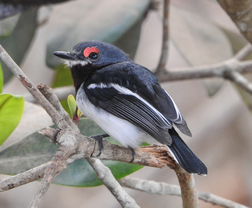 Gabon Biodiversity - Platysteira cyanea