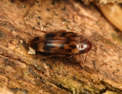 Orchesia undulata