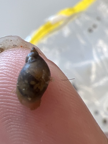 American Ribbed Fluke Snail, Washington University Tyson Research Center, Eureka, MO, US, photo 4 of 10