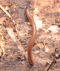 Cylindroiulus boleti