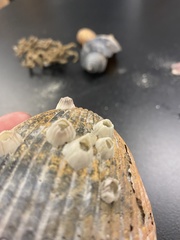 Amphibalanus venustus