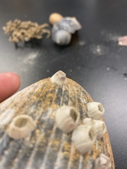 Amphibalanus venustus