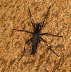 Penthetria funebris