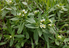 Buglossoides czernjajevii