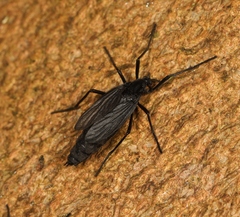 Penthetria funebris