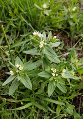 Buglossoides czernjajevii